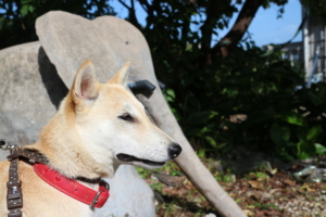 柴犬「kinako」と南城市グスクロード公園散歩